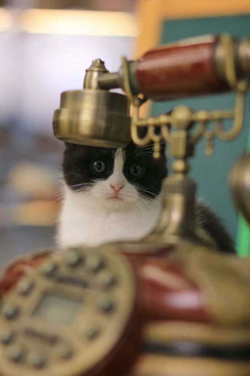 正开脸英短奶牛猫，超乖超可爱，价格还实惠